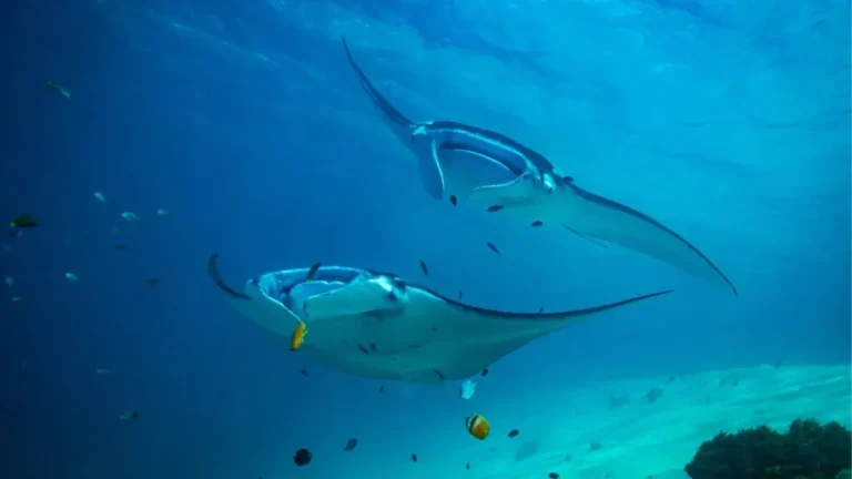Manta-point-Makassar-Reef-KomodoLuxury (2)