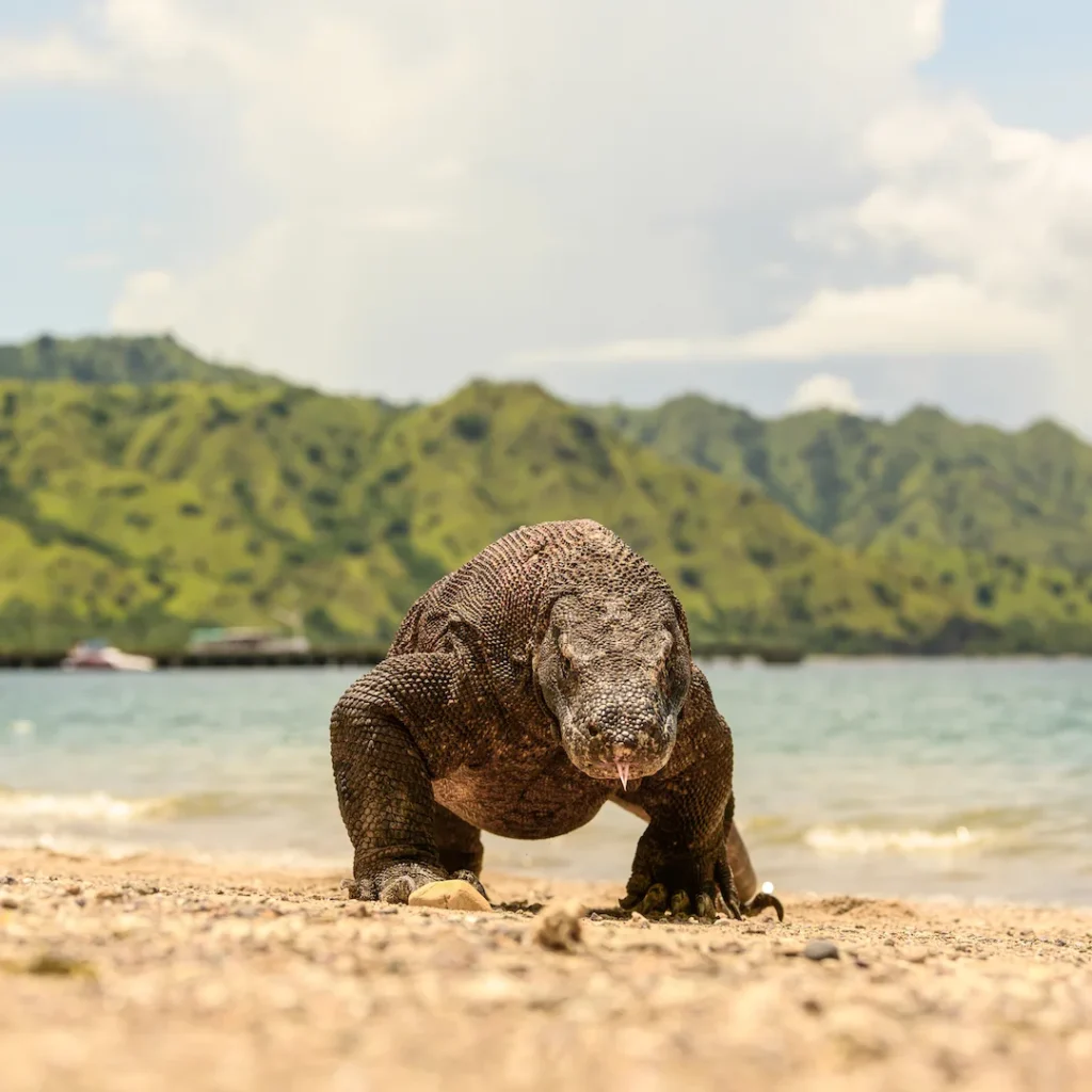 komodo-dragon-island2 (3)