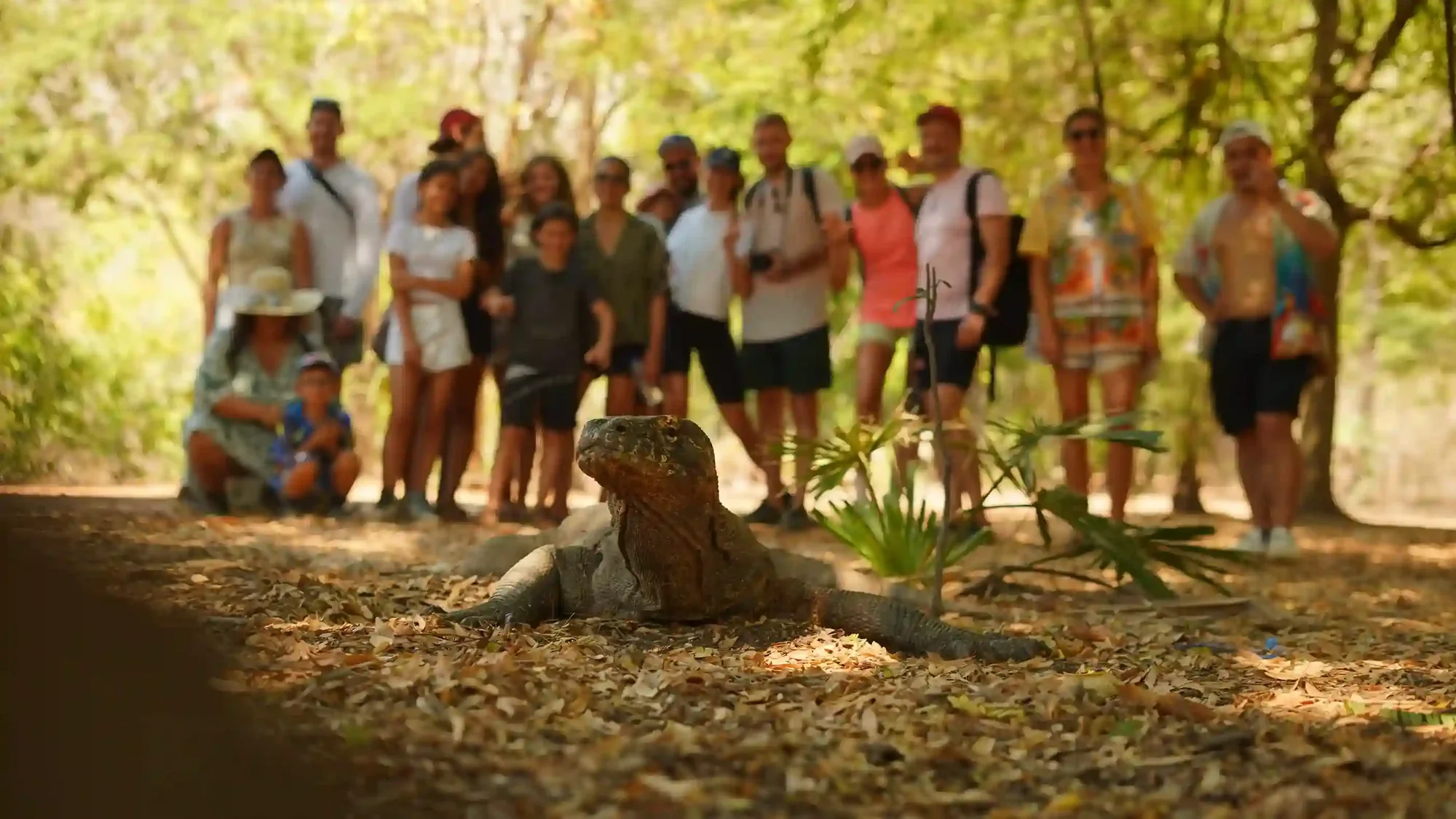 Adult Komodo dragon walking on dry savannah ground in Komodo National Park
