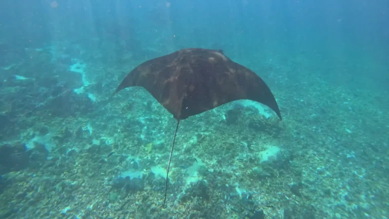 Reef manta ray gliding over the shallows at Manta Point, Komodo National Park