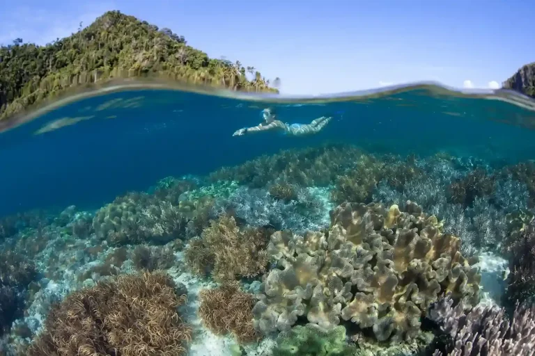 Snorkellers floating above the shallow coral garden off Sebayur Island